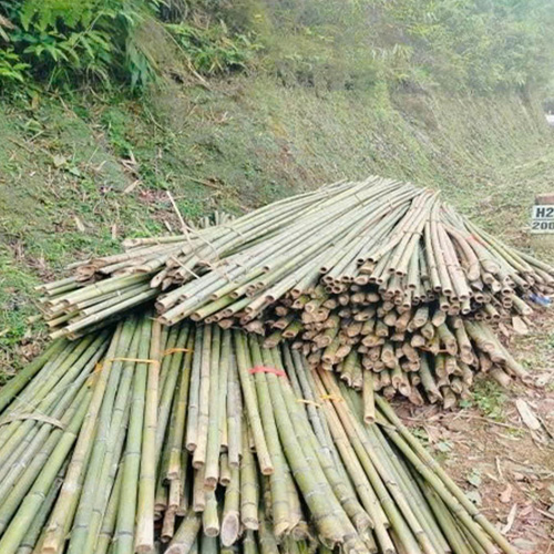 CÂY TRÚC 3M